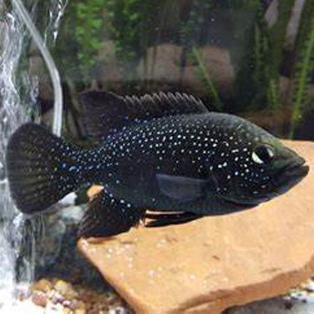 Polleni Cichlid (Starry Night Cichlid), Paratilapia Polleni