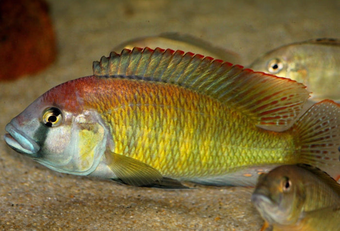 Thoracochromis Pharyngalis