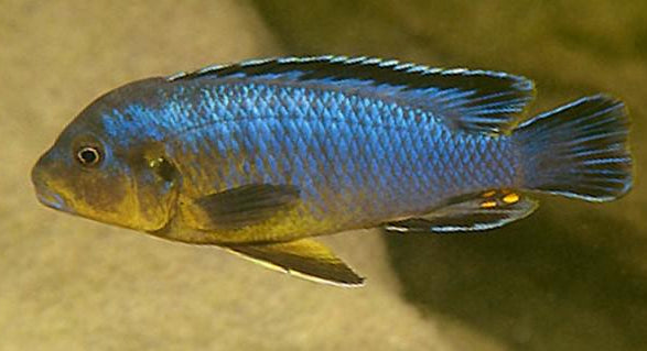 Blue and yellow fish swimming in water with a blurred background