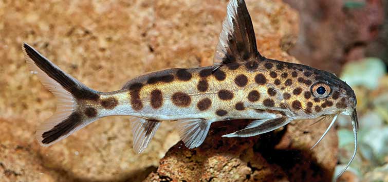 Petricola catfish with spotted pattern on a rocky background