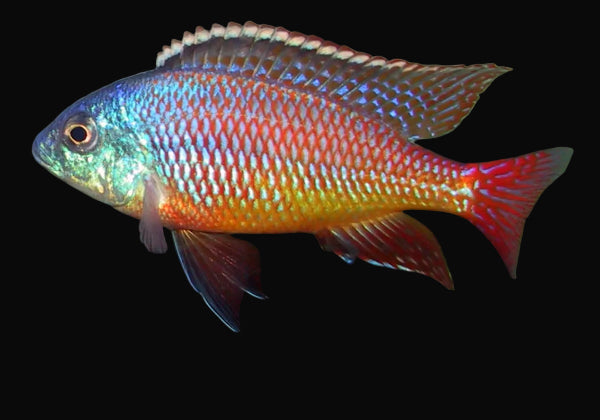 Colorful fish with blue, red, and yellow hues on a black background