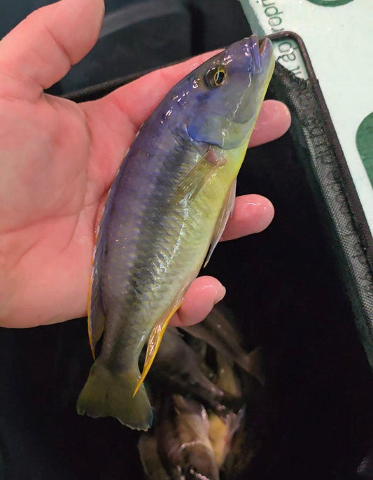 Taeniochromis Holotaenia