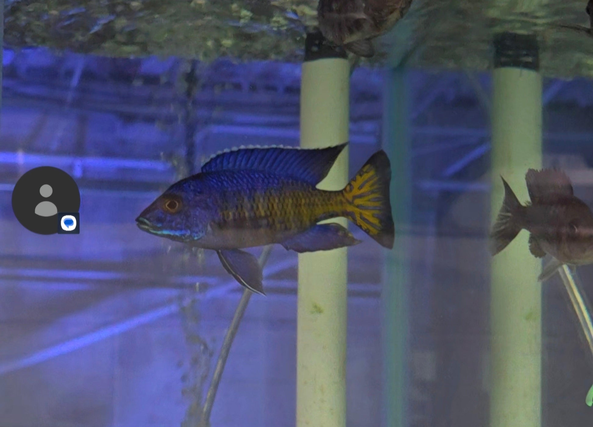 Aulonocara Stuartgranti Ngara "Ngara Flametail" - Sanctuary Cichlids