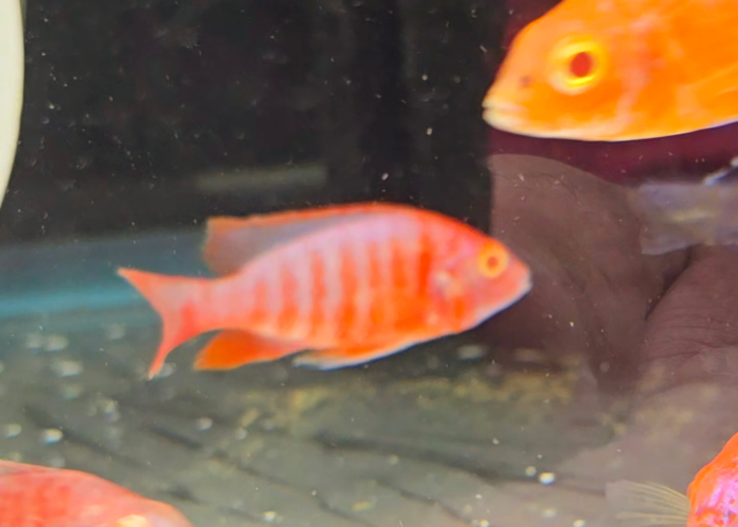 Aulonocara sp. Albino Pink/Red Peacock