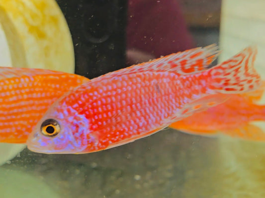 Aulonocara sp. Strawberry Peacock