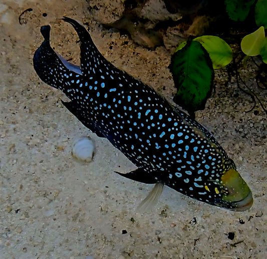 "Big Spot Andapa", Paratilapia Bleekeri