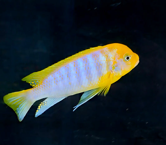 Metriaclima Hajomaylandi Chizumulu