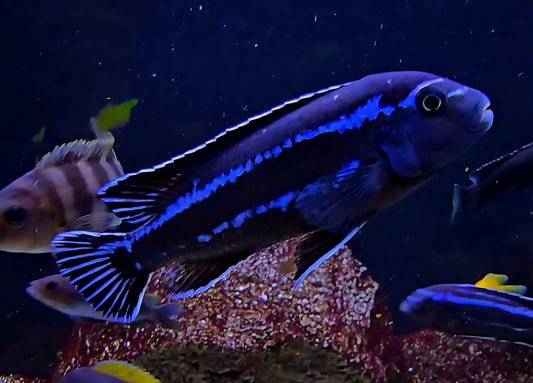 Pseudotropheus Cyaneorhabdos "Maingano"