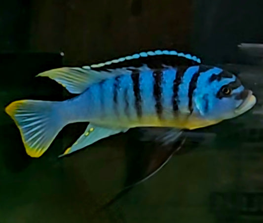 Metriaclima fainzilberi "Luwino Reef"