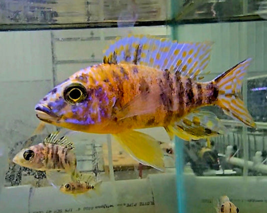 Colorful striped cichlid fish swimming in a clear aquarium with glass reflections