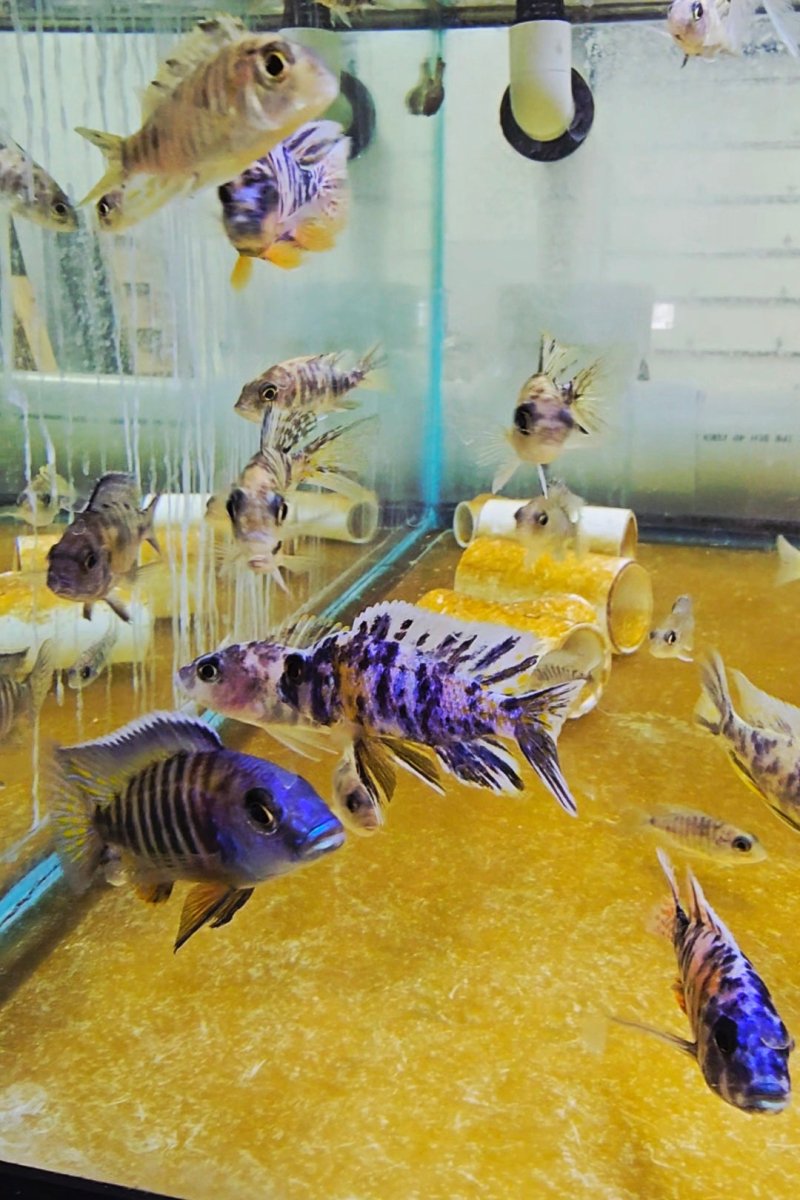 Colorful African cichlid fish swimming in a glass aquarium with yellow substrate.