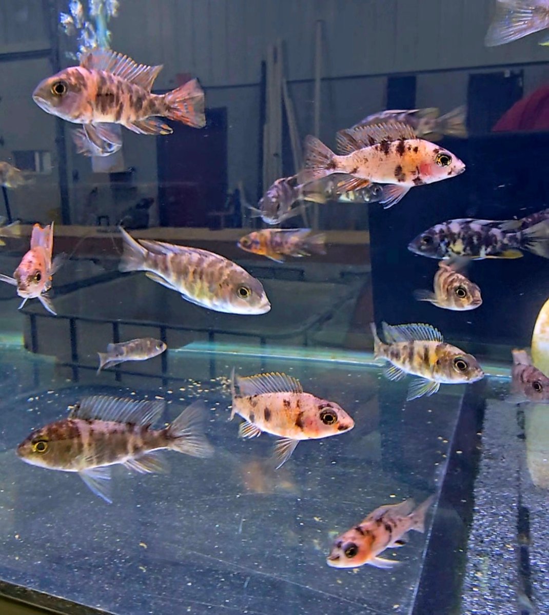 Multiple African cichlid fish with striped patterns swimming in a clear aquarium