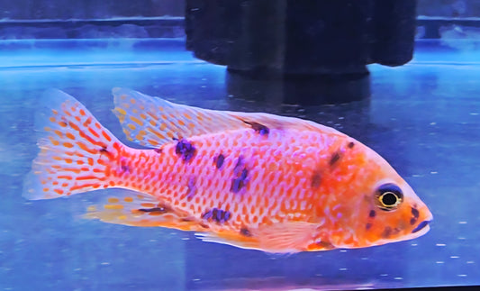 Bright orange spotted cichlid fish in aquarium with blue water background