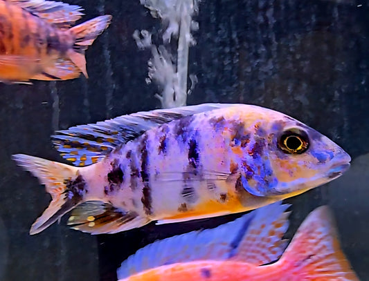 Colorful cichlid fish with blue and orange markings in aquarium with dark background