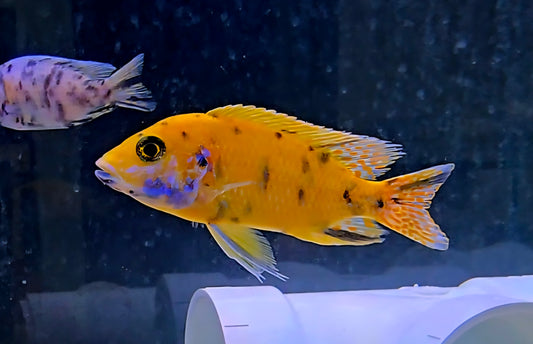 Bright yellow African cichlid fish with black spots in aquarium