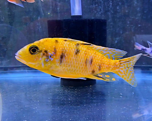 Bright yellow cichlid fish with black spots swimming in a clear aquarium
