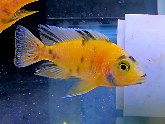 Bright orange cichlid fish with blue spots in aquarium, side view