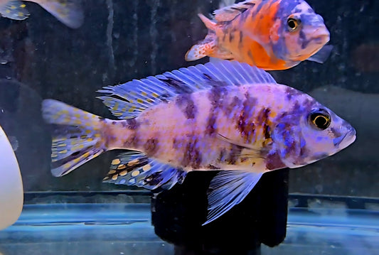 Colorful African cichlid fish with vibrant blue, purple, and orange patterns in aquarium