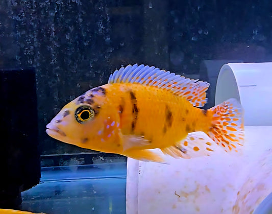 Bright yellow and orange cichlid fish in aquarium with dark background