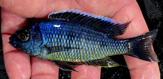 Copadichromis Chrysonotus Mumbo "White Blaze"