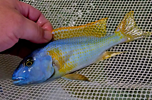 Buccochromis Rhoadesii Yellow