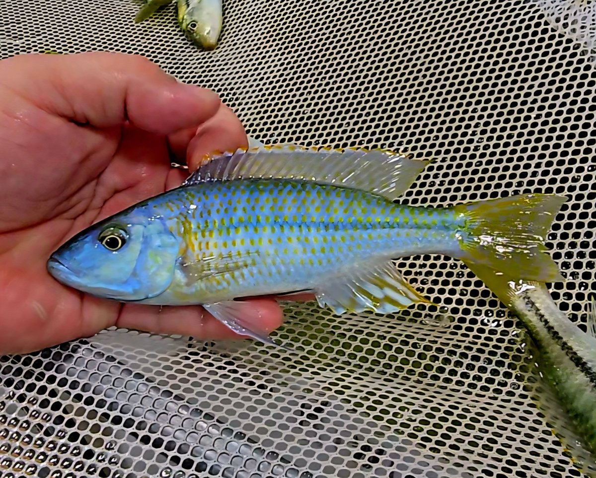 Hand holding vibrant blue and yellow African cichlid fish above a mesh net