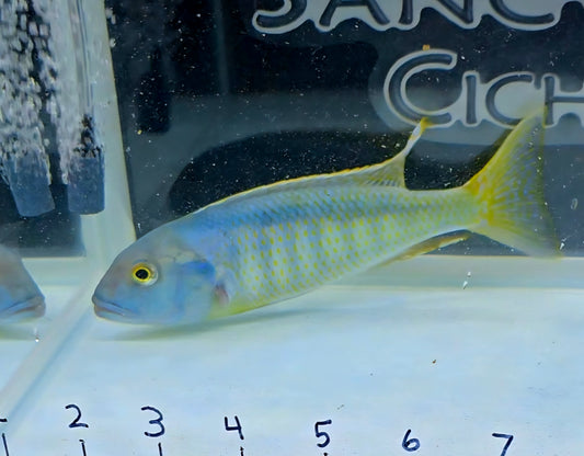 Buccochromis Spectabilis