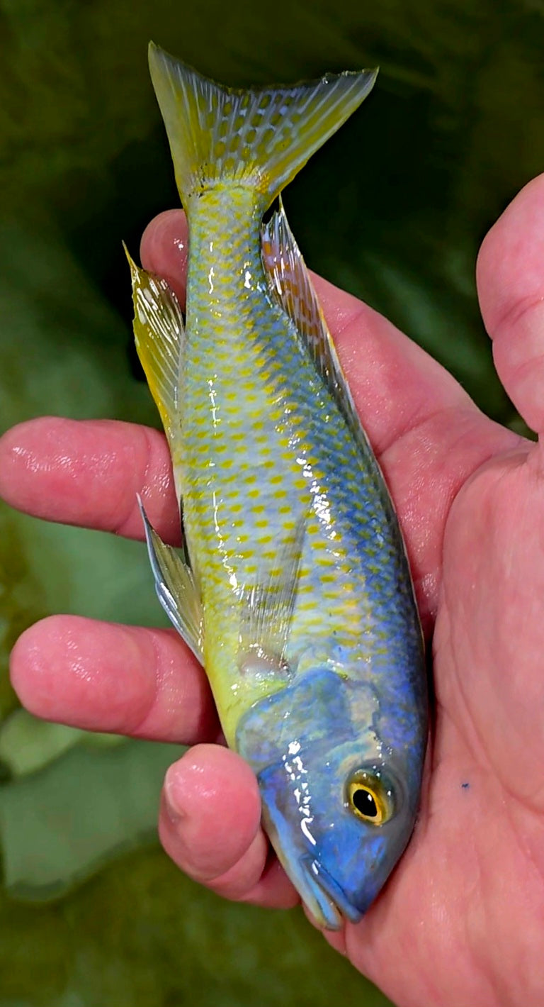 Buccochromis Spectabilis
