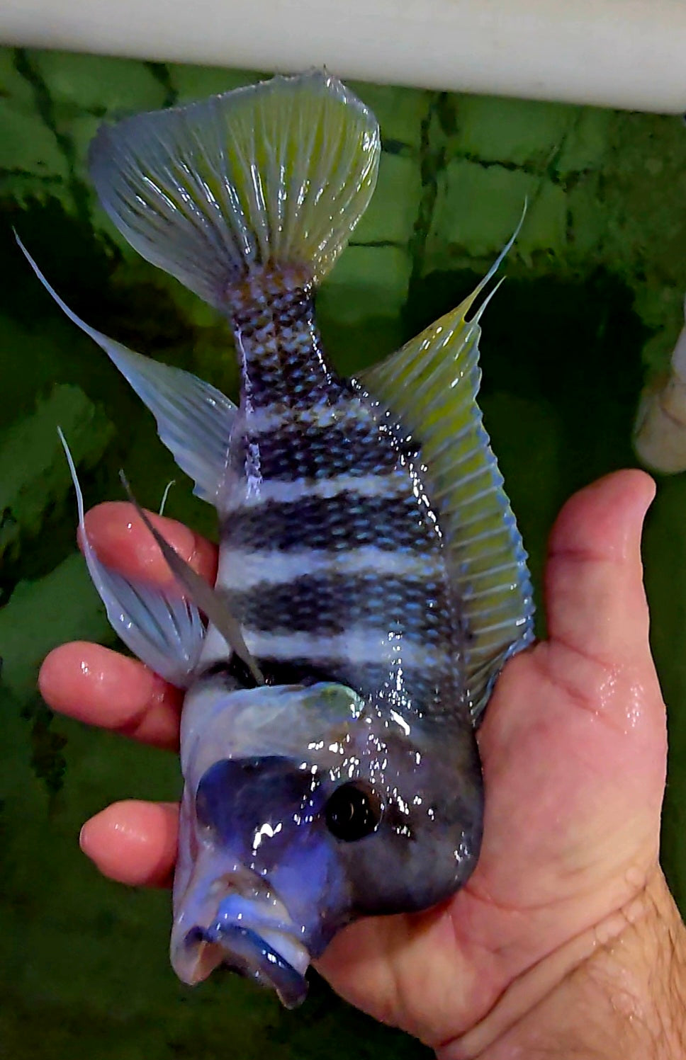 "7-Stripe Frontosa", Cyphotilapia Frontosa Kigoma