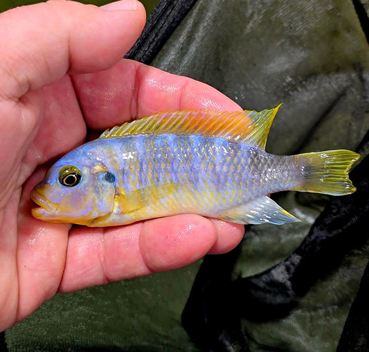 Metriaclima sp. "Aurora Pombo"