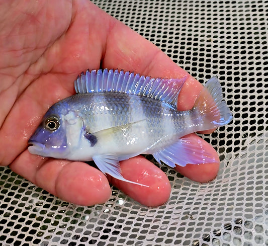 "Mpimbwe Blue Frontosa", Cyphotilapia gibberosa