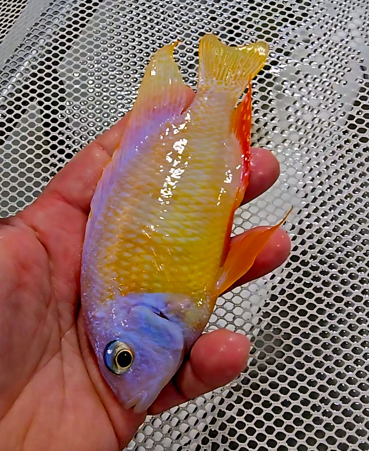 "Albino Taiwan Reef", Protomelas sp. Steveni