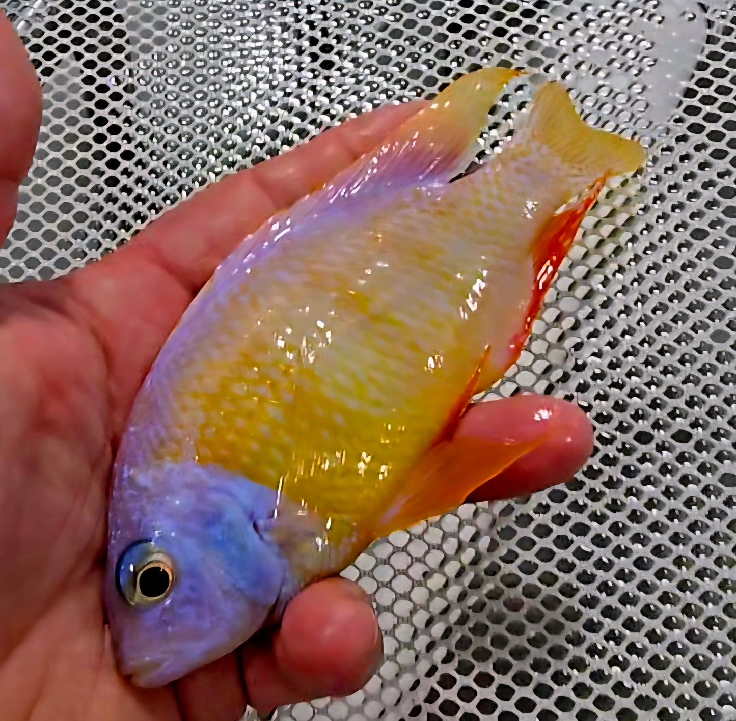 "Albino Taiwan Reef", Protomelas sp. Steveni