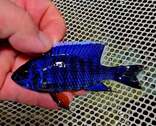 "Blue Regal Maclear", Aulonocara Stuartgranti