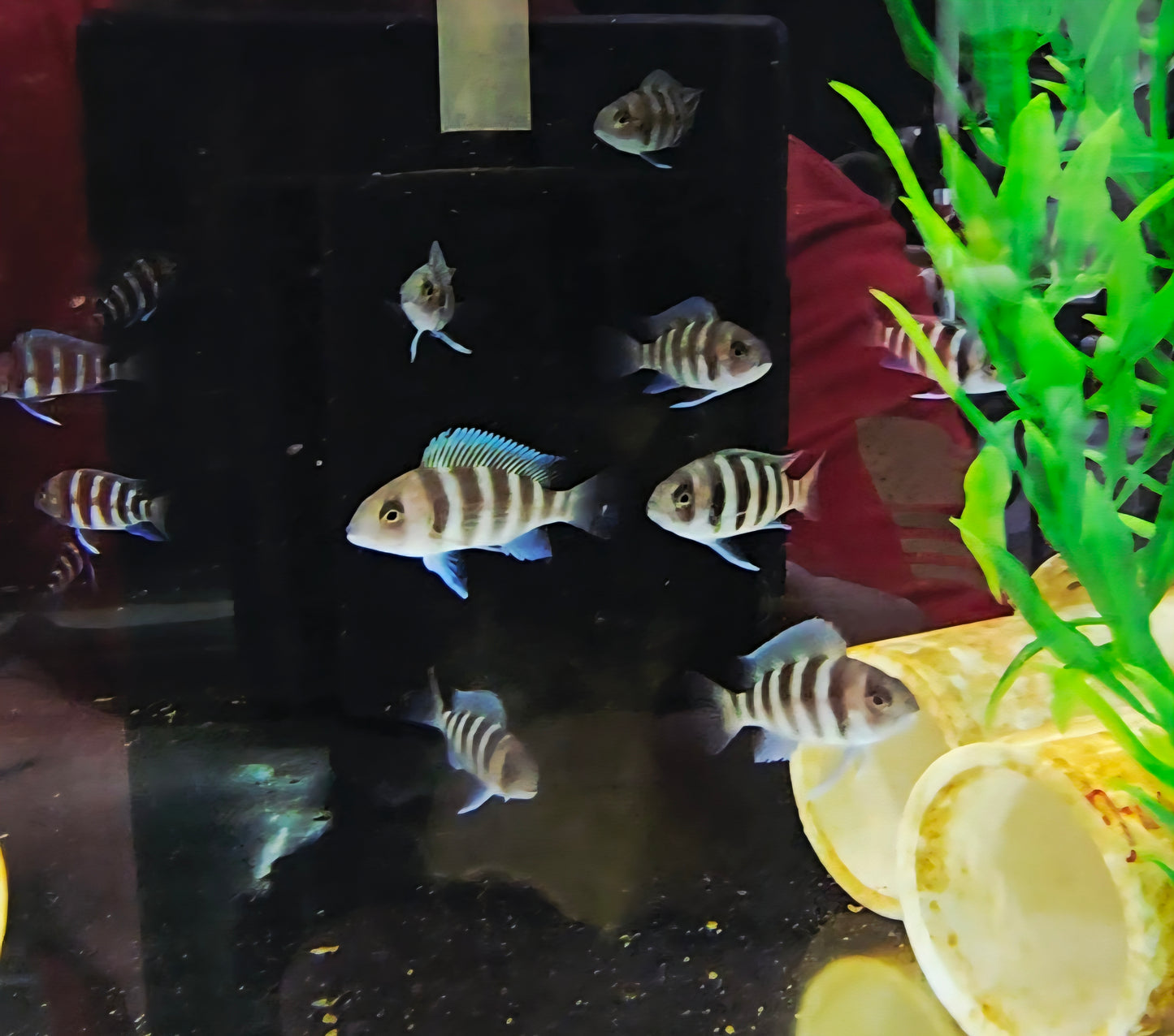 "7-Stripe Frontosa", Cyphotilapia Frontosa Kigoma