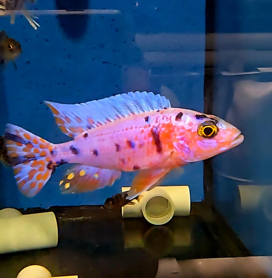 "OB Pink Platinum", Sciaenochromis Fryeri