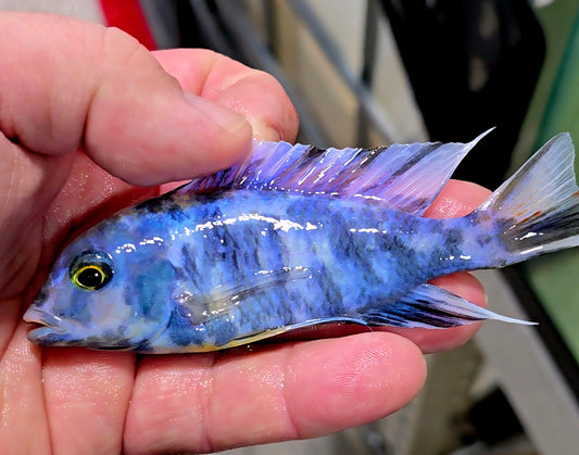 "OB Dolphin", Cyrtocara Moorii