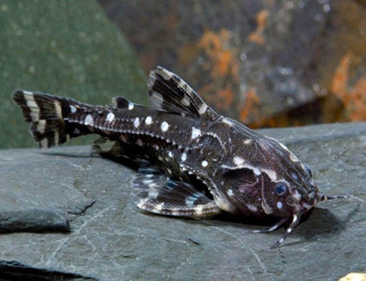 Spotted Raphael Catfish