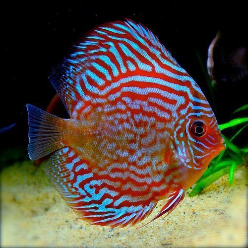 Red Turquoise Discus