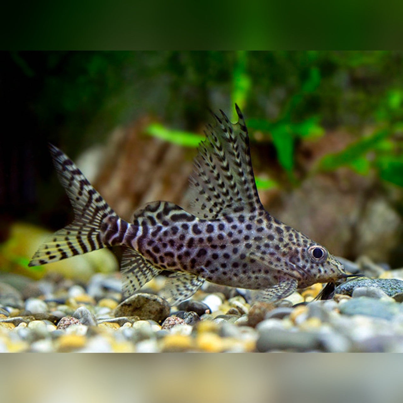 "Featherfin Squeaker Catfish", Synodontis Eupterus