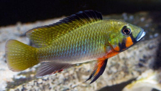 Thoracochromis Brauschi