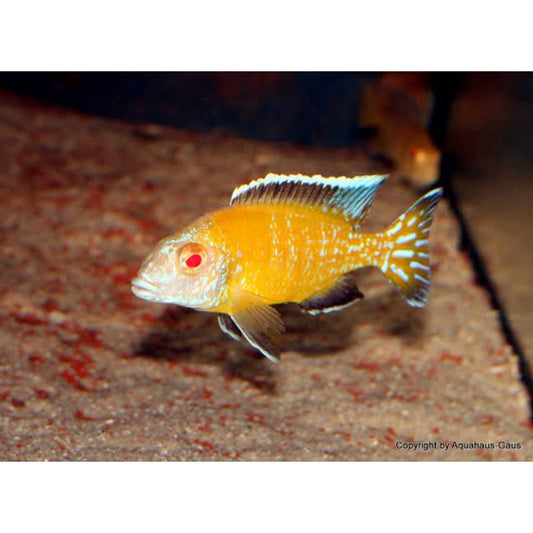 Aulonocara Flavescent Usisya "ALBINO"