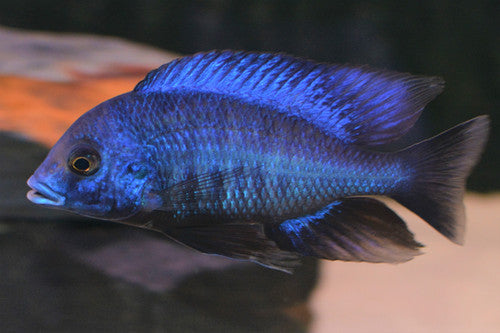 "Chunky Hap", Protomelas sp. Annectens