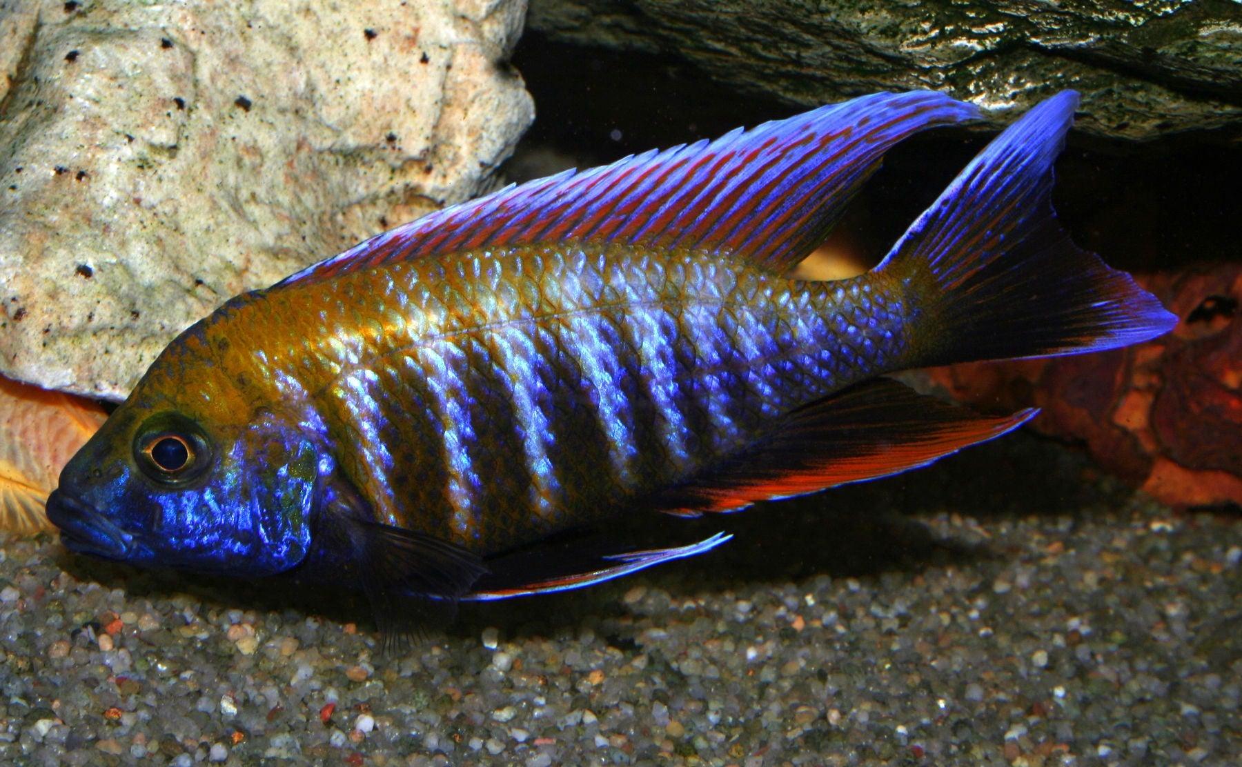Aulonocara Jacobfreibergi Otter Point - Sanctuary Cichlids
