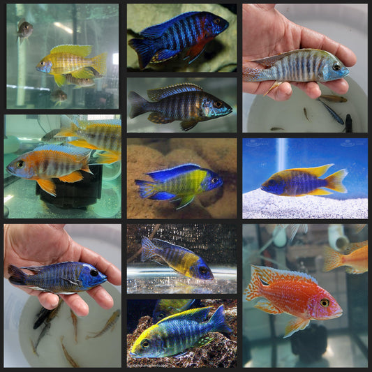 Aulonocara Large Male Assorted Mix 5 fish - Sanctuary Cichlids