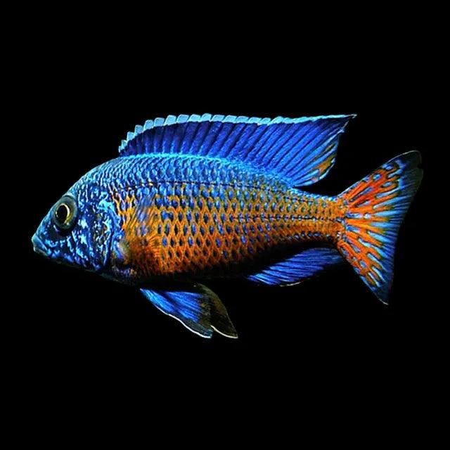 Aulonocara Stuartgranti Ngara "Ngara Flametail" - Sanctuary Cichlids