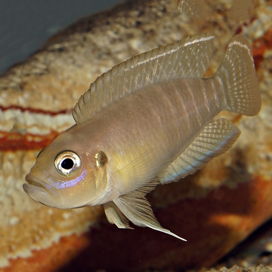 "Brevis Shelldweller", Neolamprologus Brevis