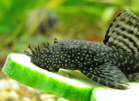 "Bushy Nose Pleco", Ancistrus sp.