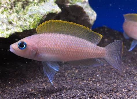 Neolamprologus Caudopunctatus Red Fin - Sanctuary Cichlids