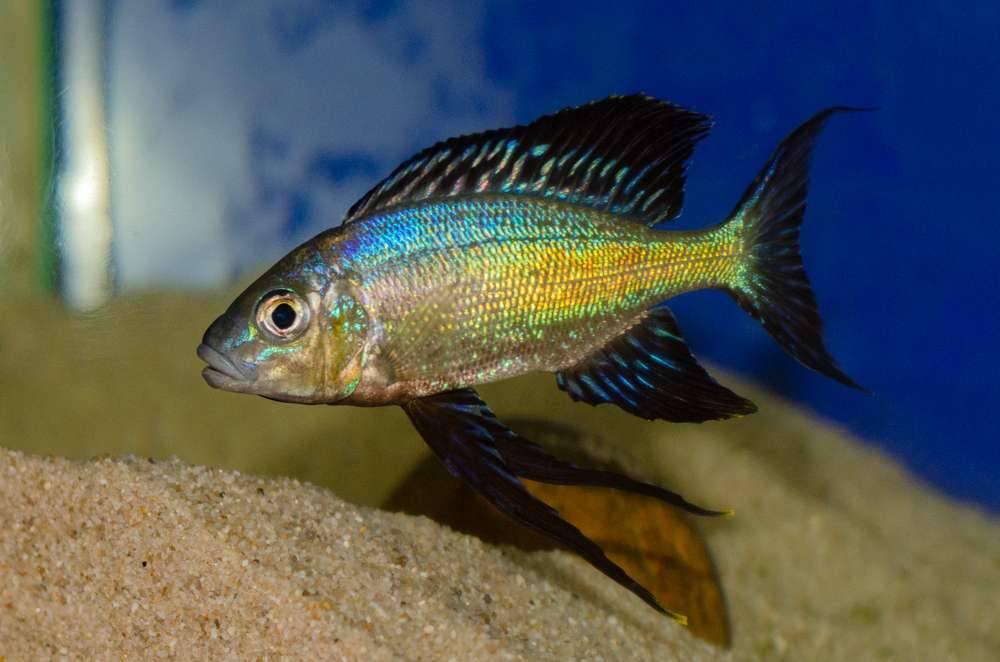 Cyathopharynx Foai Sibwesa "Emerald Green" - Sanctuary Cichlids